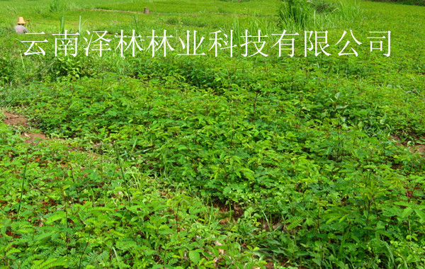 优质虫胶树种苗